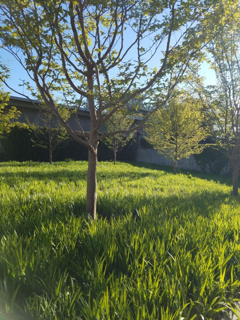 A tree in the middle of a field with green grass.