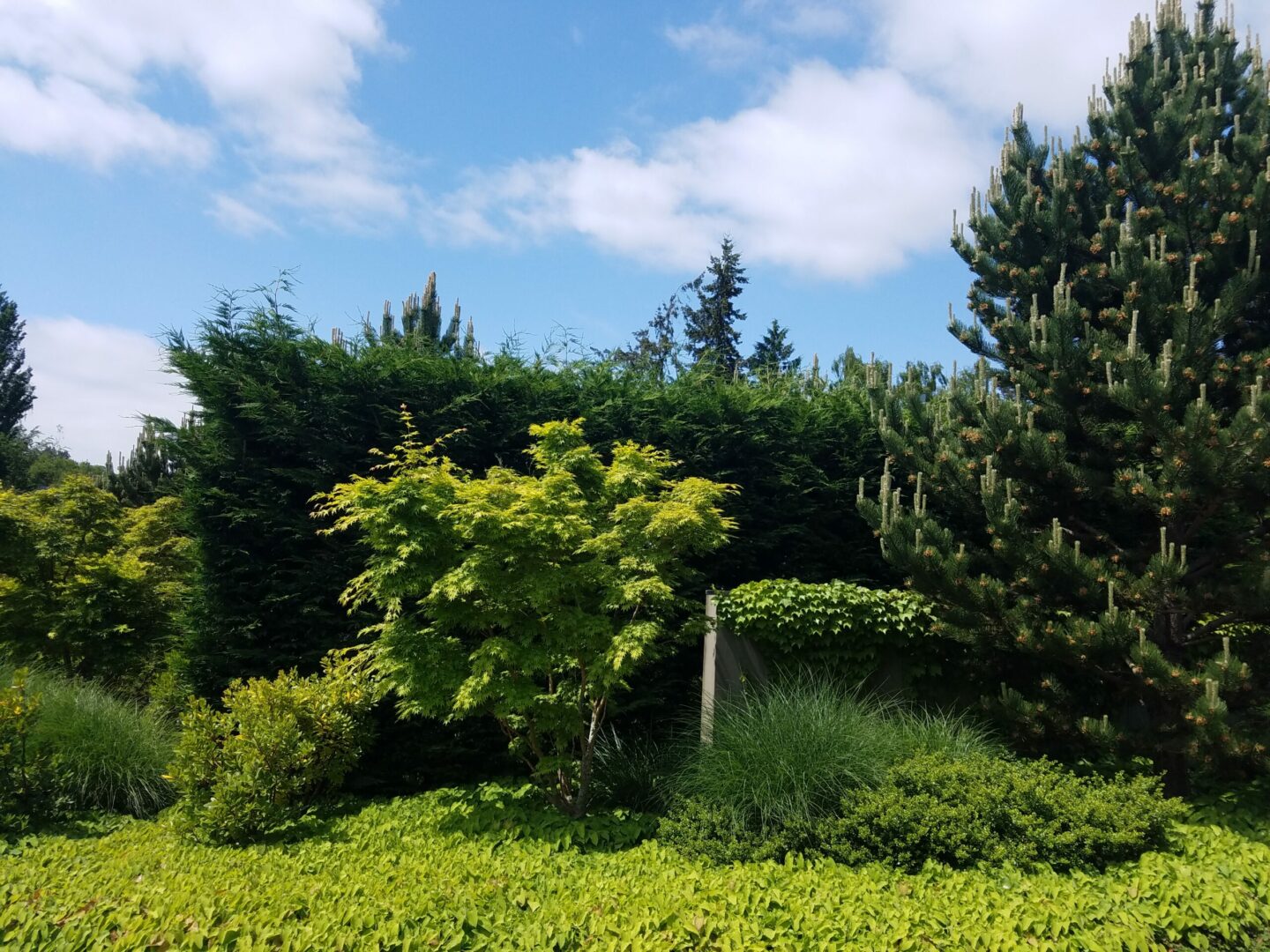 A tree in the middle of some bushes and trees