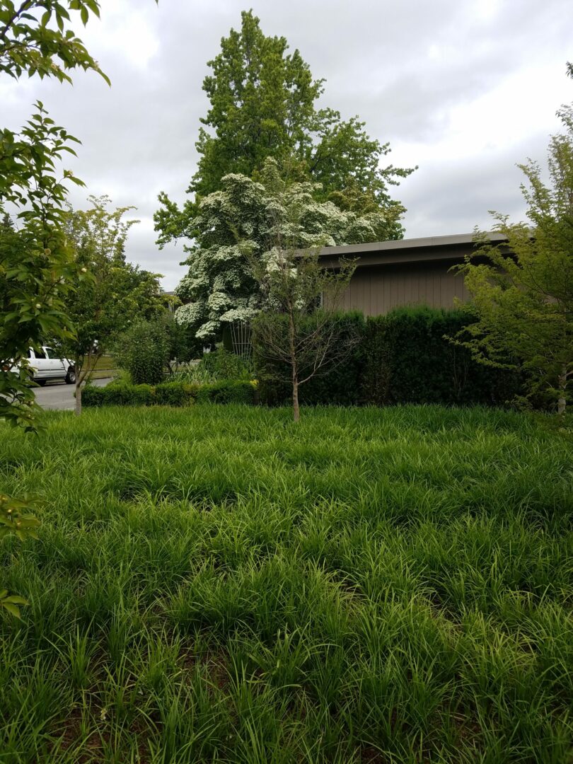 A car is parked in the grass near some trees.